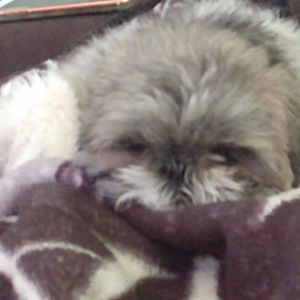 Meet your Posher, Addison rae